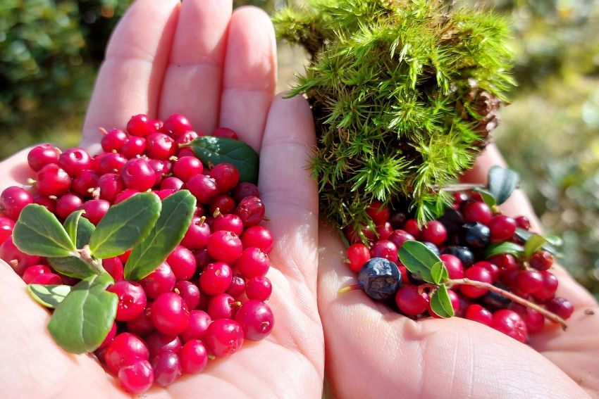 Треккинг в Чегемском ущелье. Приэльбрусье